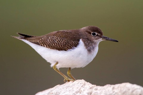 Common Sandpiper (Actitis hypoleucos), Madrid, Spain