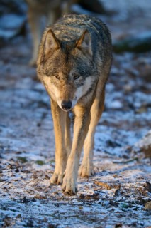A wolf walking along a snow-covered path in the forest, winter, wolf (Canis lupus), Germany