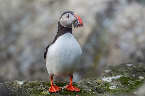 Atlantic Puffin (Fratercula arctica) with sandeel in its beak, Iceland