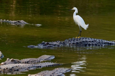 A heron stands on a crocodile in the water, surrounded by other crocodiles, Great Egret (Egretta
