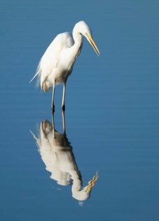 Great White Egret (Ardea alba) foraging in the shallow water zone of a lake, blue water, Lower
