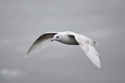 Iceland Gull (Larus glaucoides) juvenile flying, Lower Saxony, Germany