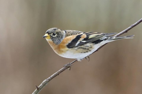 Brambling (Fringilla montifringilla) male, Saxony-Anhalt, Germany