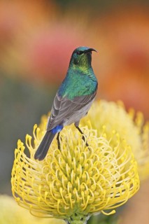 Southern Double-collared Sunbird (Cinnyris chalybeus) male, Western Cape, South Africa