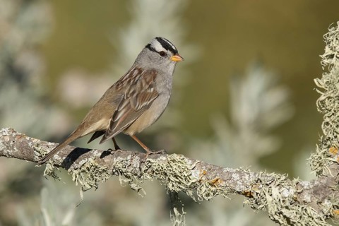 White-crowned Sparrow (Zonotrichia leucophrys) perched on a branch, California, USA