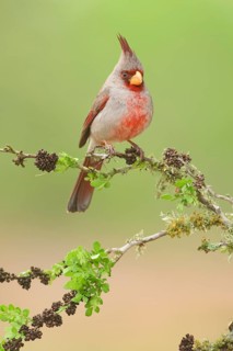 Pyrrhuloxia (Cardinalis sinuatus) male perched on a twig, Texas, USA