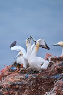 Northern gannet (Morus bassanus) couple greeting each other with their beaks, wildlife, Helgoland,