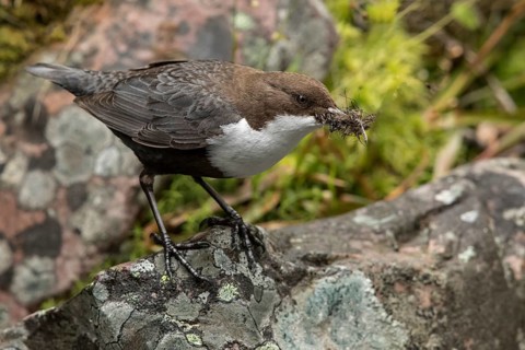 White-throated Dipper (Cinclus cinclus cinclus) with insects in its beak, Dalarna, Sweden