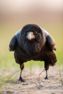 Northern Raven (Corvus corax) perched on the ground, Romania