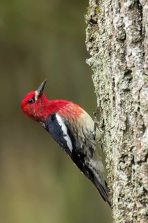 Red-breasted Sapsucker (Sphyrapicus ruber) perched on a branch in Victoria, BC, Canada