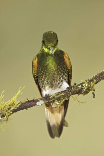 Buff-tailed Coronet (Boissonneaua flavescens), Ecuador
