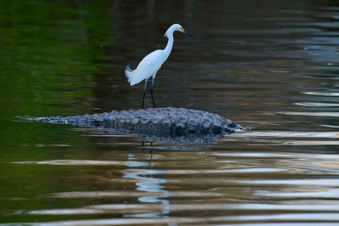 A bird stands calmly on a crocodile in the water with a shimmering surface, Great Blue Heron