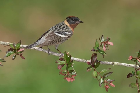 Bay-breasted Warbler (Setophaga castanea) male perched on a branch, Texas, USA