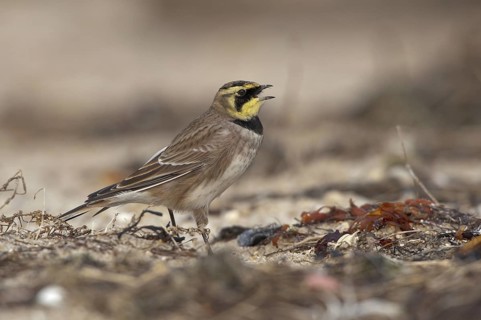 Horned Lark (Eremophila alpestris), Schleswig-Holstein, Germany