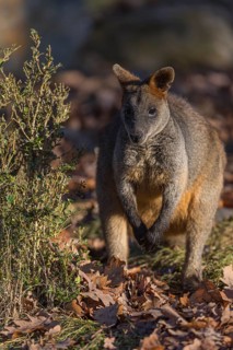 One swamp wallaby (Wallabia bicolor) next to a bush in early morning light