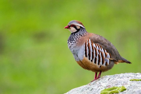 Red-legged Partridge (Alectoris rufa) perched on a rock, Andalusia, Spain