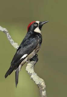 Acorn Woodpecker (Melanerpes formicivorus), Arizona, USA