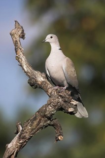 Eurasian Collared Dove (Streptopelia decaocto), Rhineland-Palatinate, Germany