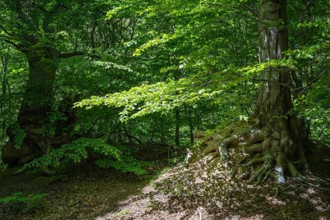 Green beech forest, Ore Mountains, Czech Republic, May 2024