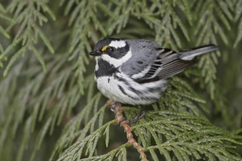 Black-throated Grey Warbler (Setophaga nigrescens), British Columbia, Canada