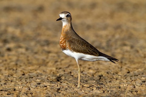 Oriental Plover (Charadrius veredus), Western Australia, Australia