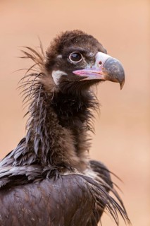 Mönchsgeier, Monk Vulture, Black Vulture, Cinereous Vulture, Aegypius monachus, Vautour moine,