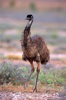 Emu (Dromaius novaehollandiae), adult, foraging, Sturt National Park, New South Wales, Australia