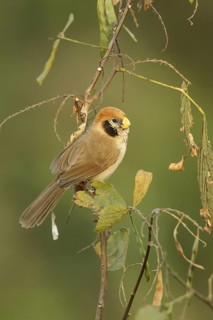 Spot-breasted Parrotbill (Paradoxornis guttaticollis) male, Doi Lang, Thailand