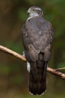 Northern Goshawk (Accipiter gentilis) female, Utrecht, Netherlands