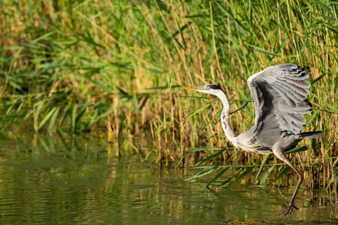 Grey heron (Ardea cinerea) taking off from a lake, Lower Saxony, Germany