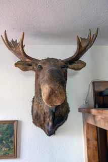 Stuffed moose head, taxidermy, in a pub, Bavaria, Germany