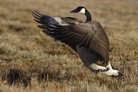 Canada Goose (Branta canadensis), Vaestergoetland, Sweden