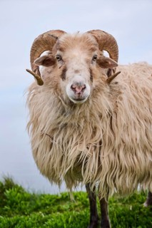 Domestic sheep (Ovis aries) 'Heidschnucke moorland sheep', portrait, Heligoland, Germany