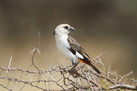 White-headed Buffalo Weaver, bubalornis albiroistris