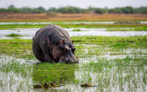 Hippopotamus (Hippopatamus amphibius), grazing in the shallow water of a lake, Okavango Delta,