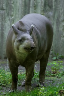 Lowland tapir (Tapirus terrestris), Nuremberg Zoo, Middle Franconia, Bavaria, Germany