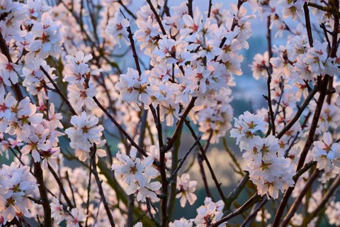Almond blossoms white flowers underline the magic of the spring outbreak, Klingenberg am Main,