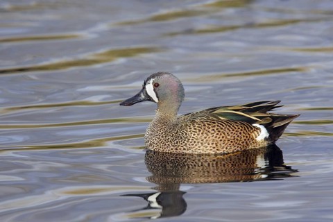 Blue-winged Teal Anas discors Tucson, Pima County, Arizona, United States 9 February Adult Male