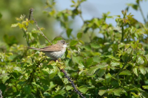 Common whitethroat (Curruca communis) adult bird on a Bramble bush, RSPB Minsmere nature reserve,