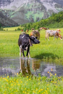 Holstein Friesian cattle stand on a green meadow at a puddle and drink. A reflection of the cows