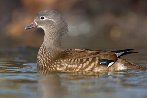 Mandarin duck, (Aix galericulata), animals, birds, duck birds, females, ducks, forest park,