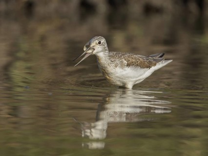 Common Greenshank (Tringa nebularia) with fish in beak, Gambia