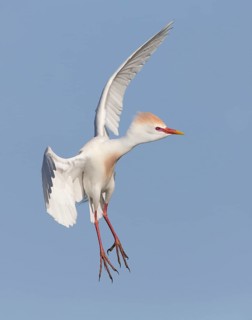 Western Cattle Egret (Bubulcus ibis) male flying, Florida, USA