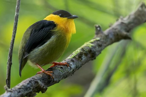Golden-collared Manakin (Manacus vitellinus) perched on a branch in Panama