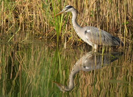Grey heron (Ardea cinerea) foraging in the shallow water zone of a lake, Lower Saxony, Germany