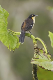 Black-capped Donacobius (Donacobius atricapilla), Ecuador