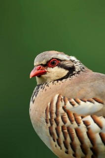 Red legged or French partridge (Alectoris rufa) adult bird head portrait, England, United Kingdom