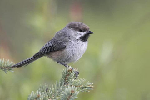 Boreal Chickadee (Poecile hudsonicus), Alaska, USA