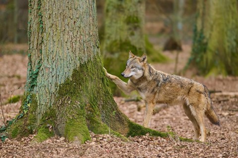 A wolf with raised paw touching a tree in the forest, Wolf (Canis Lupus), Germany