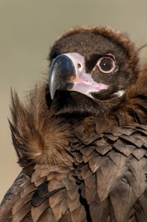 Cinereous Vulture (Aegypius monachus) portrait, Castile and Leon, Spain